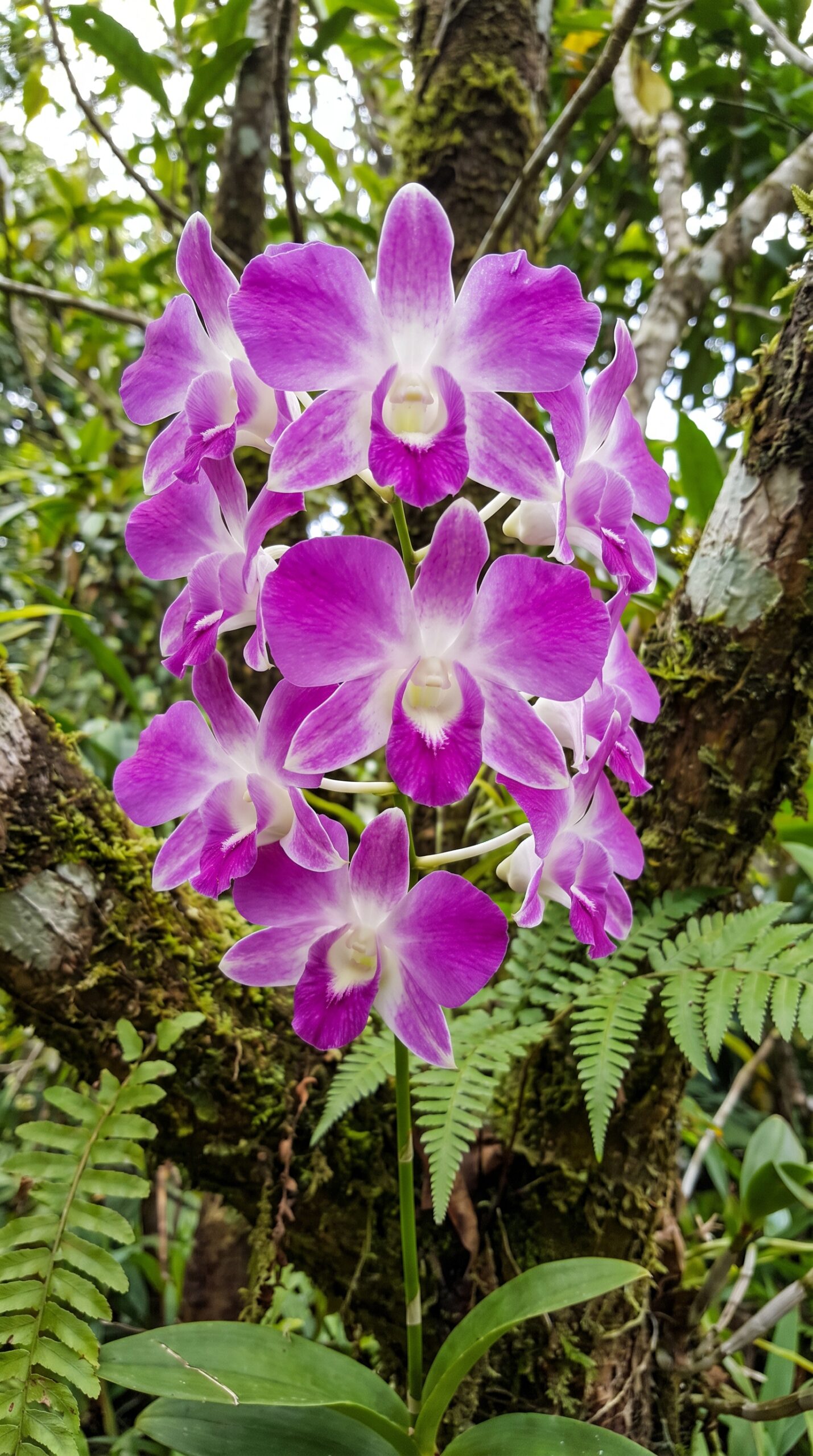 a beautiful dendrobium flower 2k 202606281308 a beautiful dendrobium flower 2k 202606281308