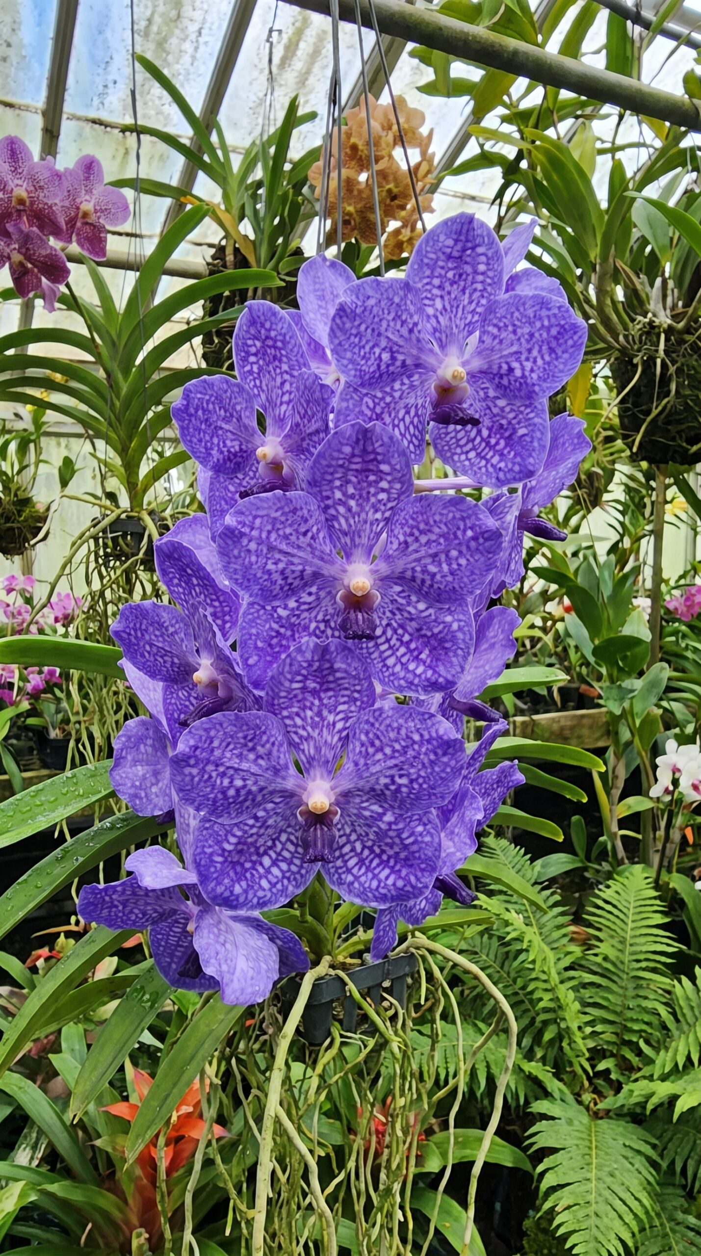 a beautiful vanda flower 2k 202606281310 a beautiful vanda flower 2k 202606281310