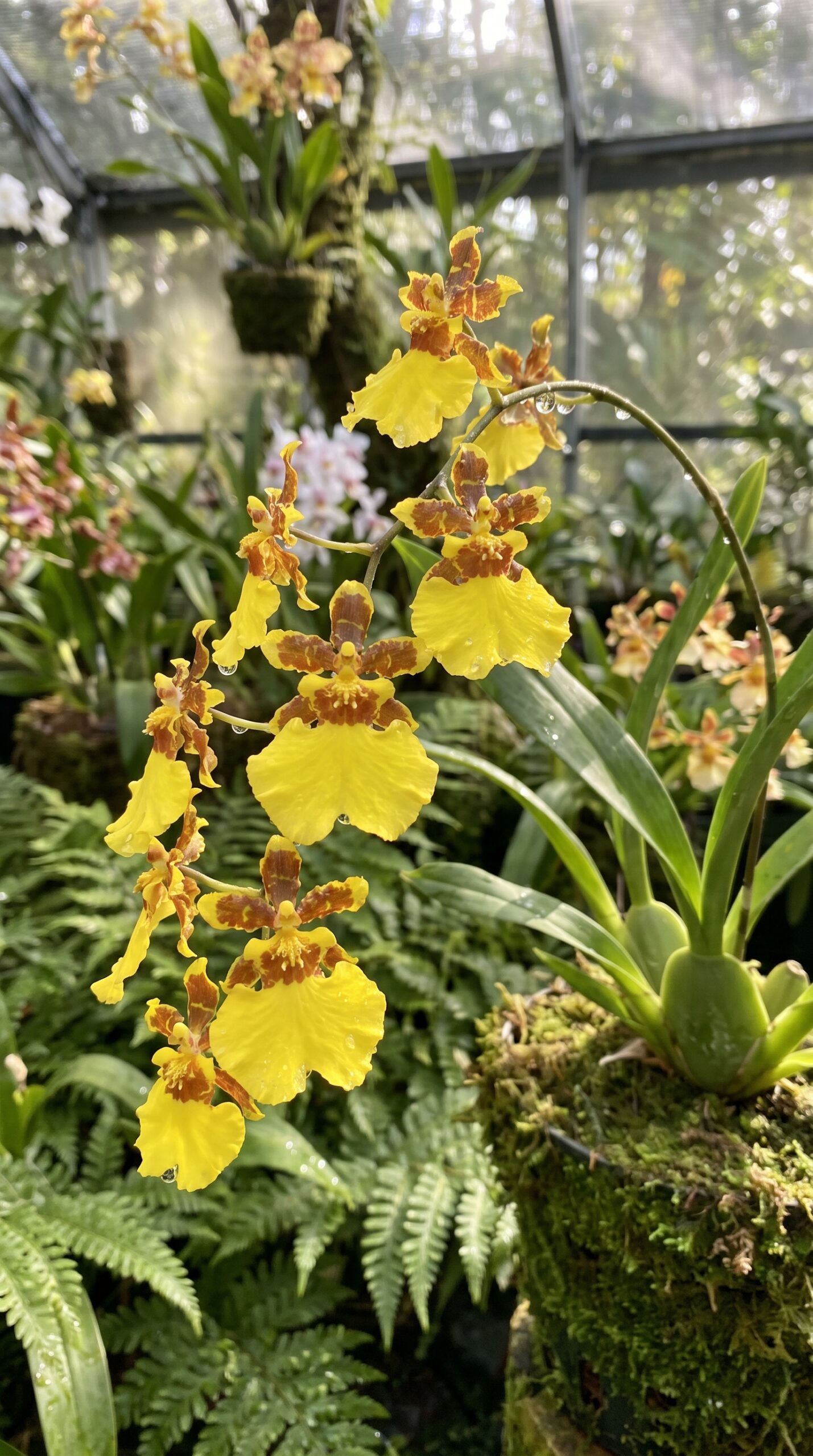 a beautiful oncidium flower 2k 202606281325 a beautiful oncidium flower 2k 202606281325