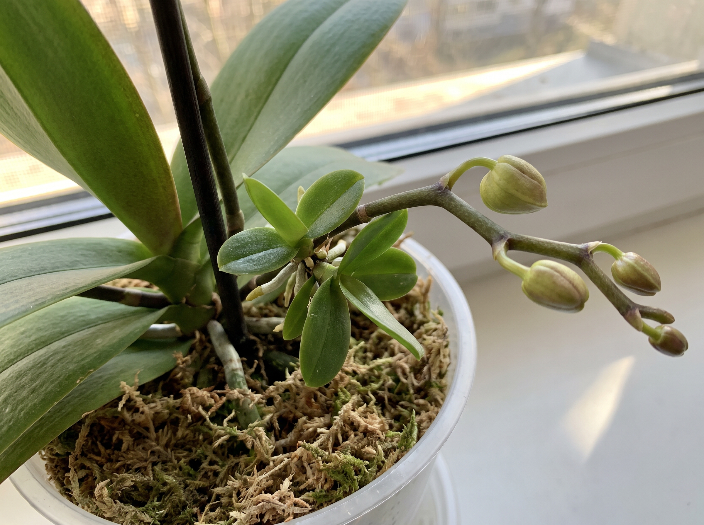 new orchid baby plants and 202606252255