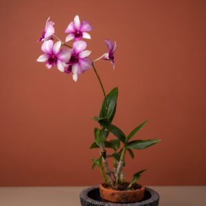 dendrobium polar fire